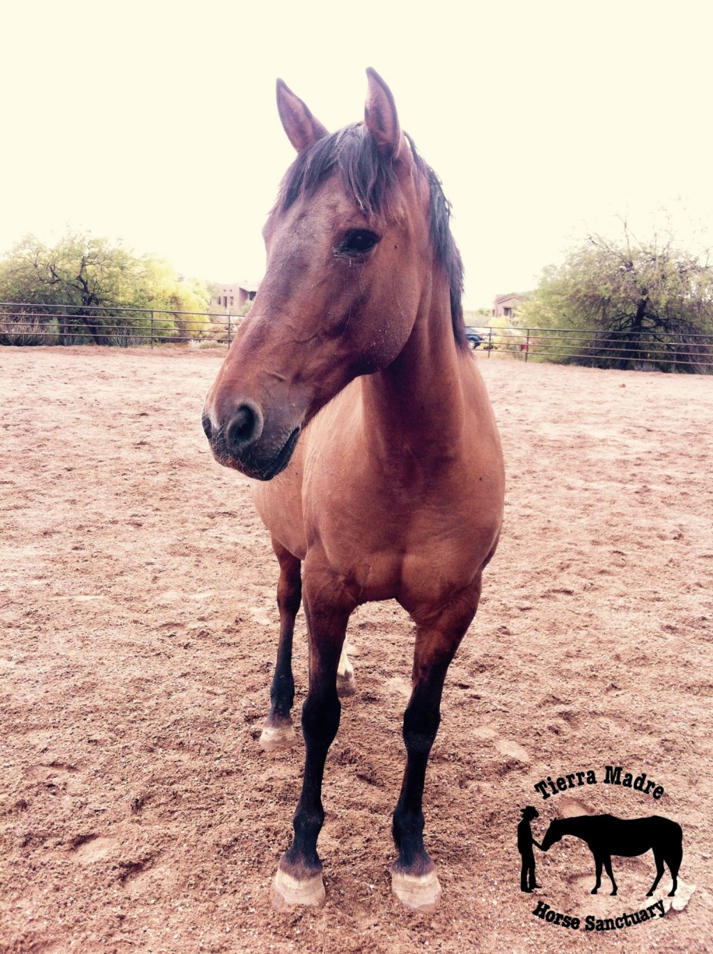 Preventing the Pipeline: Fundraising and Resource Development in Equine Rescue&nbsp;Nonprofits